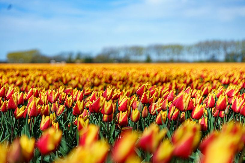 Tulips 2024 (5) by Eye Scream Shop