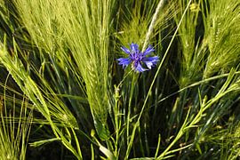 Blume im Grünen von Christoph Leimer