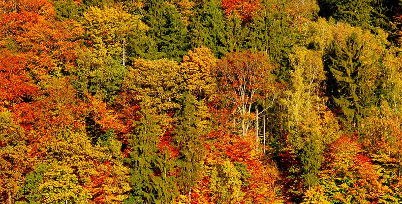 Forêt d'automne par Thomas Jäger