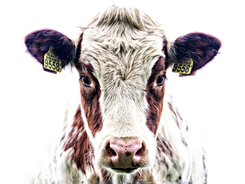 Portrait d'une vache curieuse par Jessica Berendsen