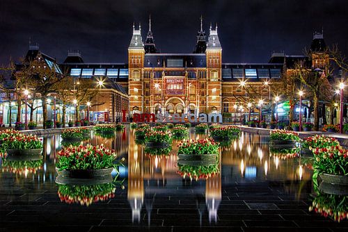 Tulips for the Rijksmuseum in Amsterdam