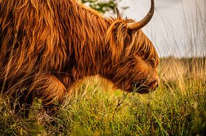 Schotse Hooglander met hoorns van Bas Fransen