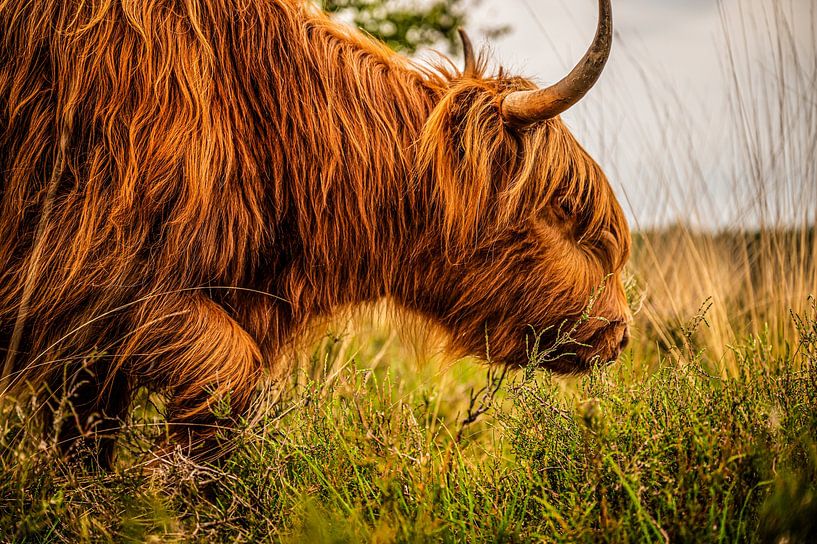 Scottish Highlander with horns by Bas Fransen