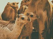Jonge Kamelen von Aad Clemens Miniaturansicht
