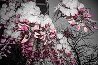 Bloemen