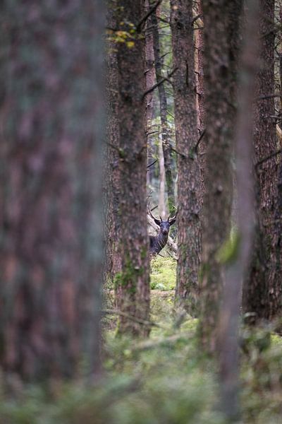 Just around the corner by Maarten van Noorloos