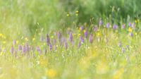  Reed orchid surrounded by buttercups