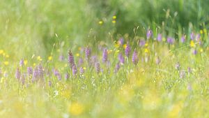  Rietorchis omringd door boterbloemen van Erik Veldkamp