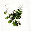 Botanica III Pisum von Niek van Schie Miniaturansicht