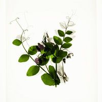 Botanica III Pisum