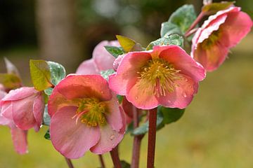 Christmas Rose by Karin Jähne