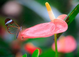 A glass butterfly resting on a leaf. by Claudio Duarte