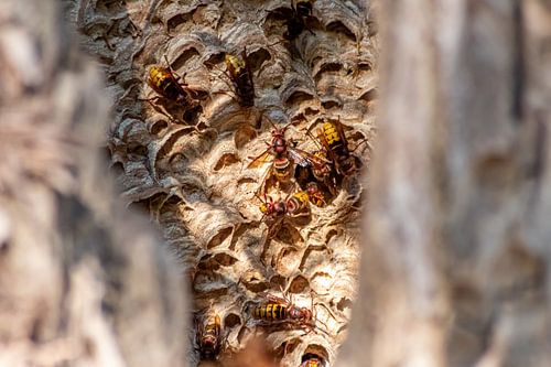 Insight into the hornet's nest