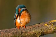 Ijsvogel maakt zich schoon par Eelke Cooiman Aperçu