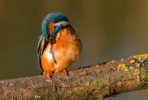 Ijsvogel maakt zich schoon