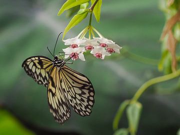 Idea leuconoe,  papiervlinder