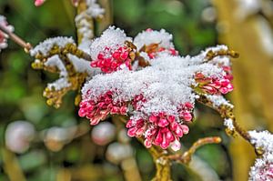 Schnee und Flieder