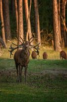 Burlend red deer