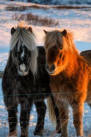 Icelanders in the snow
