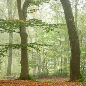 Vroege ochtendmist in begin van de herfst van Gonnie van de Schans