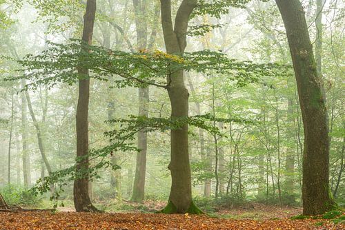 Vroege ochtendmist in begin van de herfst van Gonnie van de Schans