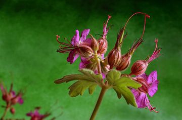 flower, purple