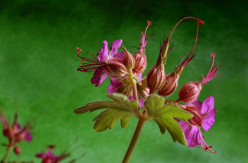 Bermbloemen, bloem von Mark Rademaker