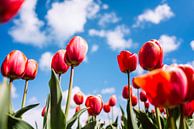 Hollandse Tulpen van Bert Kok thumbnail