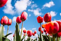 Dutch Tulips
