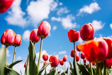 Tulipes néerlandaises sur Bert Kok