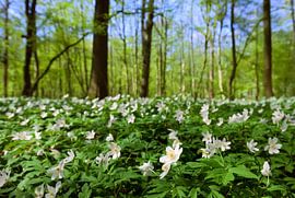 Buschwindröschen von Bo Valentino