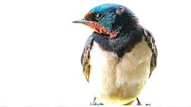 Porträt der Bauern schlucken von Ed van der Hilst