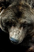 The soul of the bear