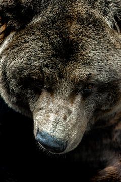 L'âme de l'ours sur Nicole Schmidt