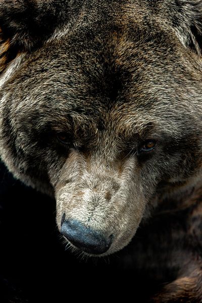 L'âme de l'ours par Nicole Schmidt