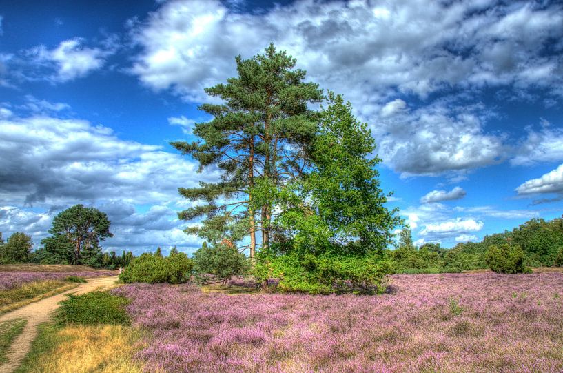 Fleur de bruyère 1 par Edgar Schermaul