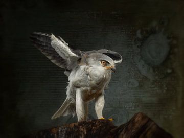 The Australian gray kite by Natascha Worseling