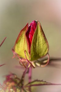 Ontvouwende bloemknop van een rode hibiscus van Dafne Vos