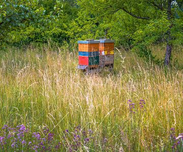 Beehive in a meadow at the edge of the forest by ManfredFotos