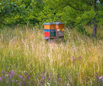 Bijenkorf in een weiland aan de rand van het bos