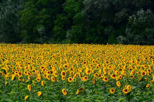 PROVENCE 12