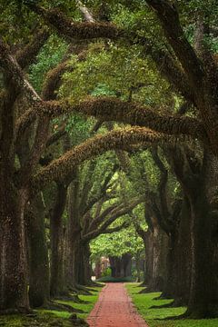 Alley of oaks by Martin Podt