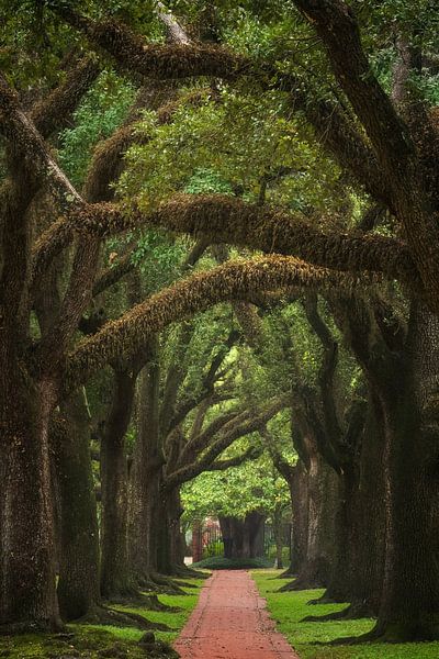 Alley of oaks by Martin Podt