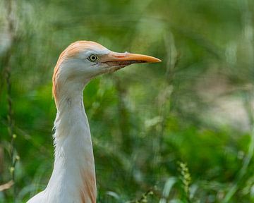 Little Cattle Egret - Bubulcus ibis