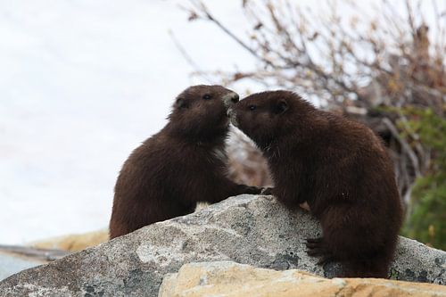 Vancouver Eiland Marmot, Marmota vancouverensis, Mount Washington, Vancouver Eiland, BC, Canada