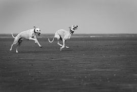 Dogs Running on the Beach by Collart & Willems