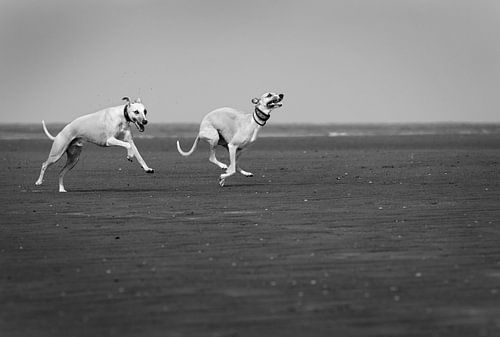 Windhunde spielen am Strand