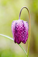 Lapwing flower in spring