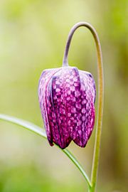Lapwing flower in spring by Bert ten Brink