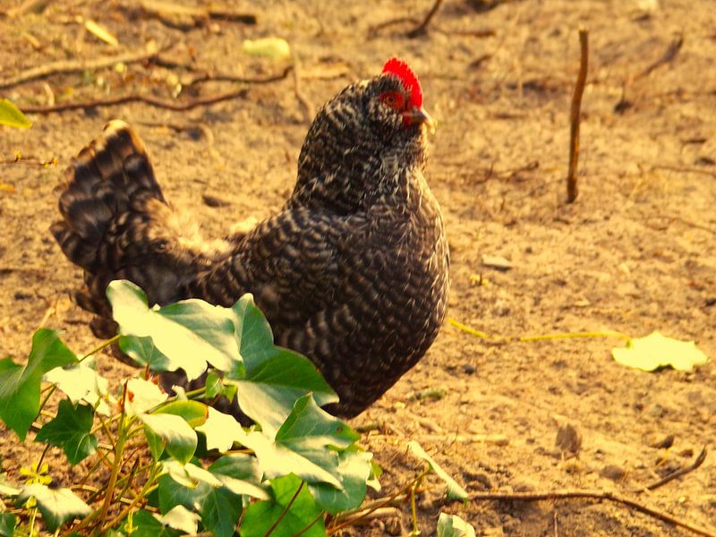 Chikken luna par Monika Sobocik